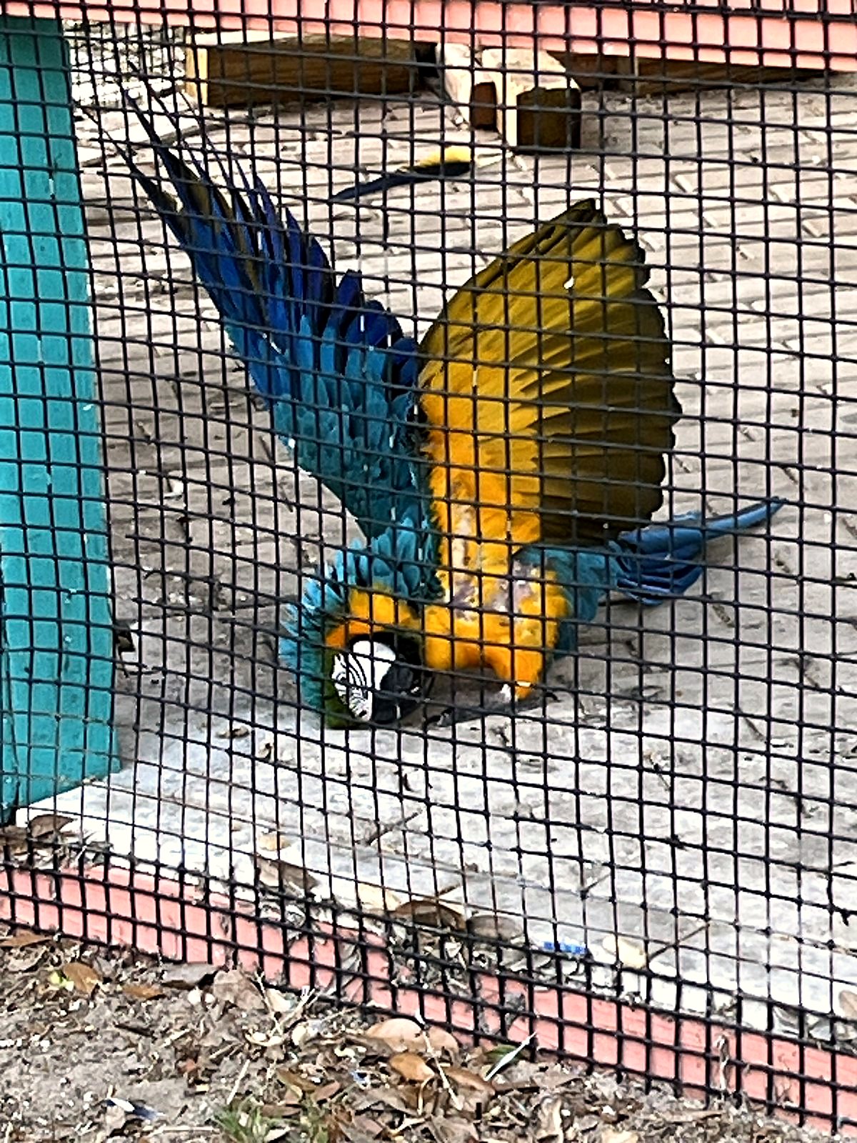 Mariah the macaw in the aviary